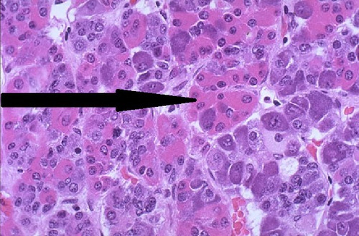 <p>Secrete growth hormone, prolactin</p>