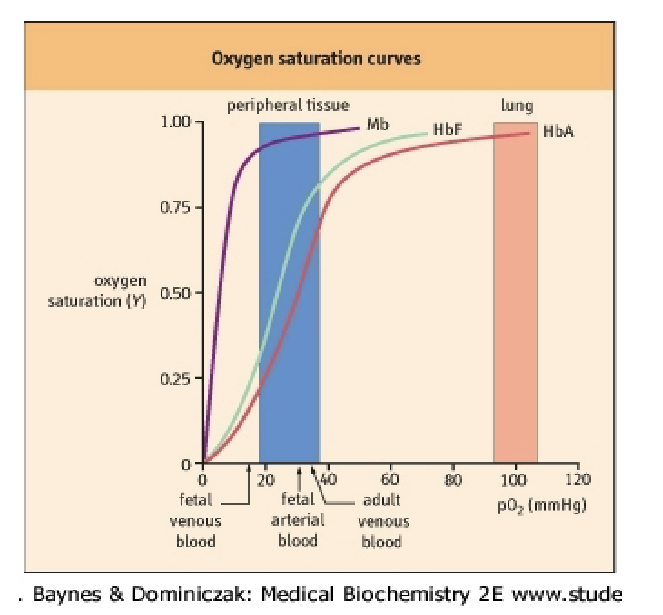 <p>Graph comparing Mb vs Hb saturation curves (no text beyond figure).</p>