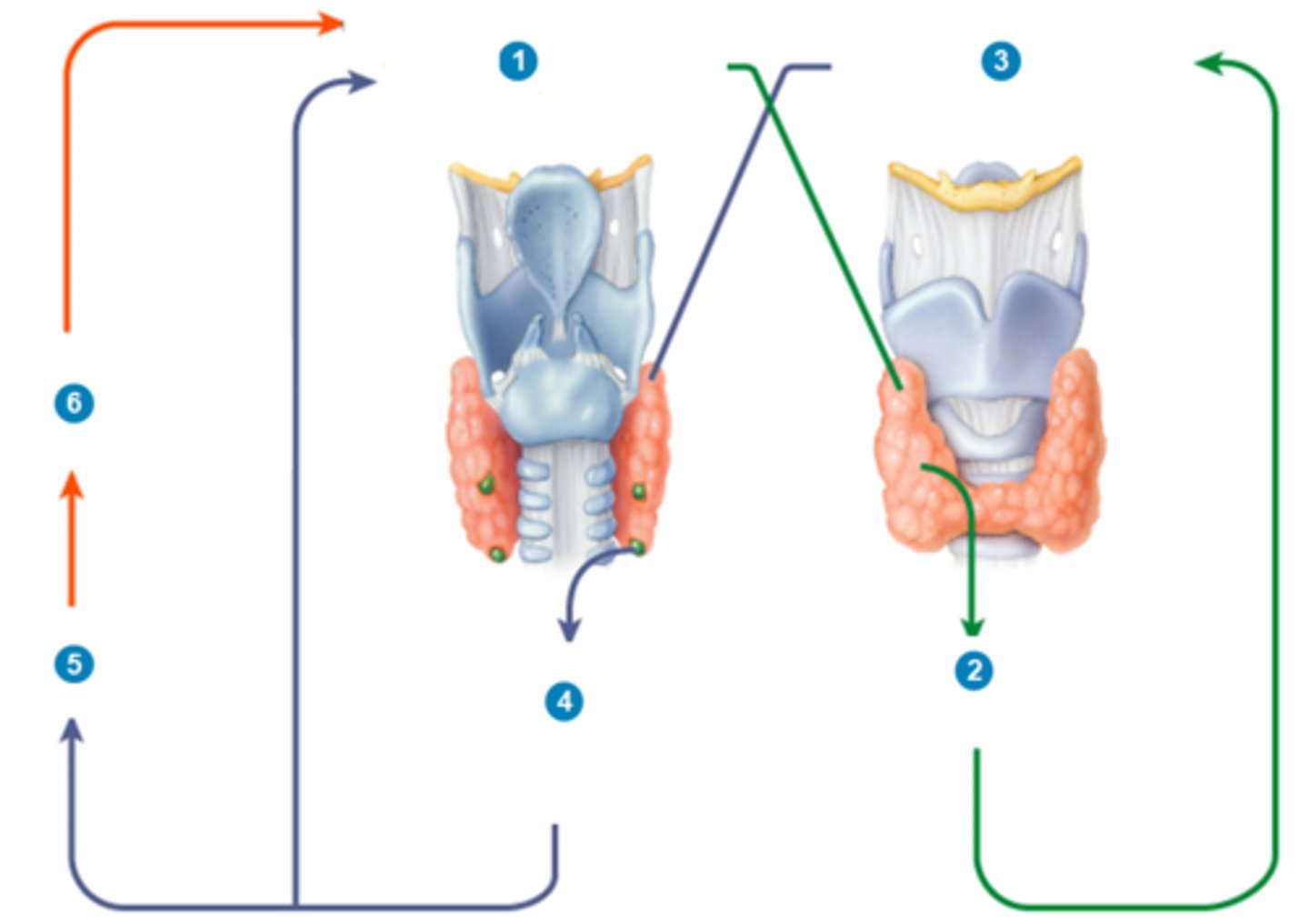<p>Explain how calcium levels are controlled by a negative feedback loop mediated by the thyroid and parathyroid glands, starting from high levels of Ca2+ in the blood</p>