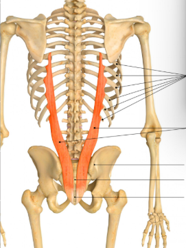 <p>Origin: iliac crest + lateral portion of common erector spinae tendon</p><p>Insertions: inf. border of angles of lower 6-7 ribs</p><p>Innervation: dorsal rami of spinal nerves + thoracic/upper lumbar nerves</p><p>Action: extension + lat. flex of spine</p>