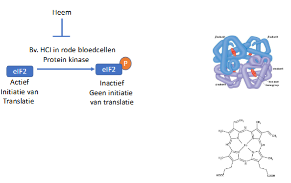 <p>slide inhibite eIF2</p>