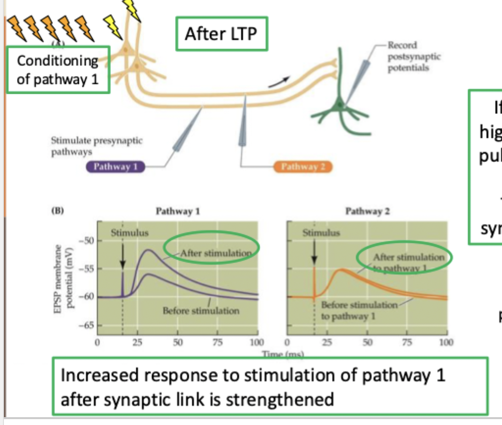 <ul><li><p>before LTP a single pulse to pathways 1 and 2 triggers slight depolarisation in post synaptic cell</p></li><li><p>If pathway 1 is conditioned with high frequency stimulation, a single pulse now drives a bigger response. Pathway 2 does not change. The connection at this specific synapse has been enhance by LTP</p></li></ul><p></p>