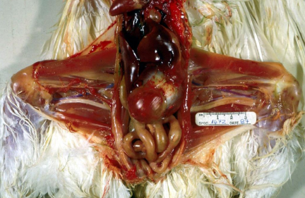 <p>What disease does this chicken have?</p>