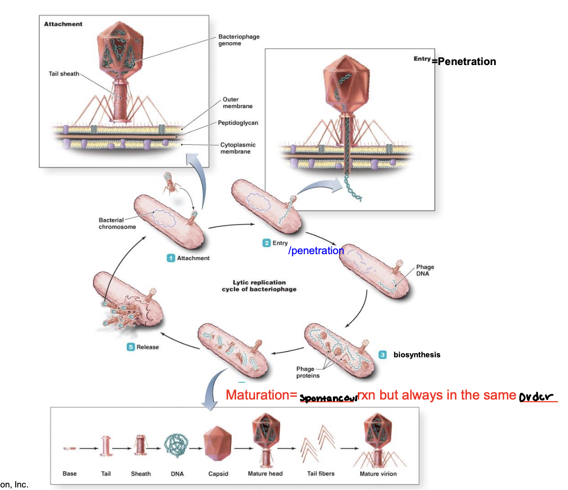 <ul><li><p>Maturation = <strong>spontaneous reaction</strong> but always in the <strong>same order! </strong></p></li></ul><p></p>
