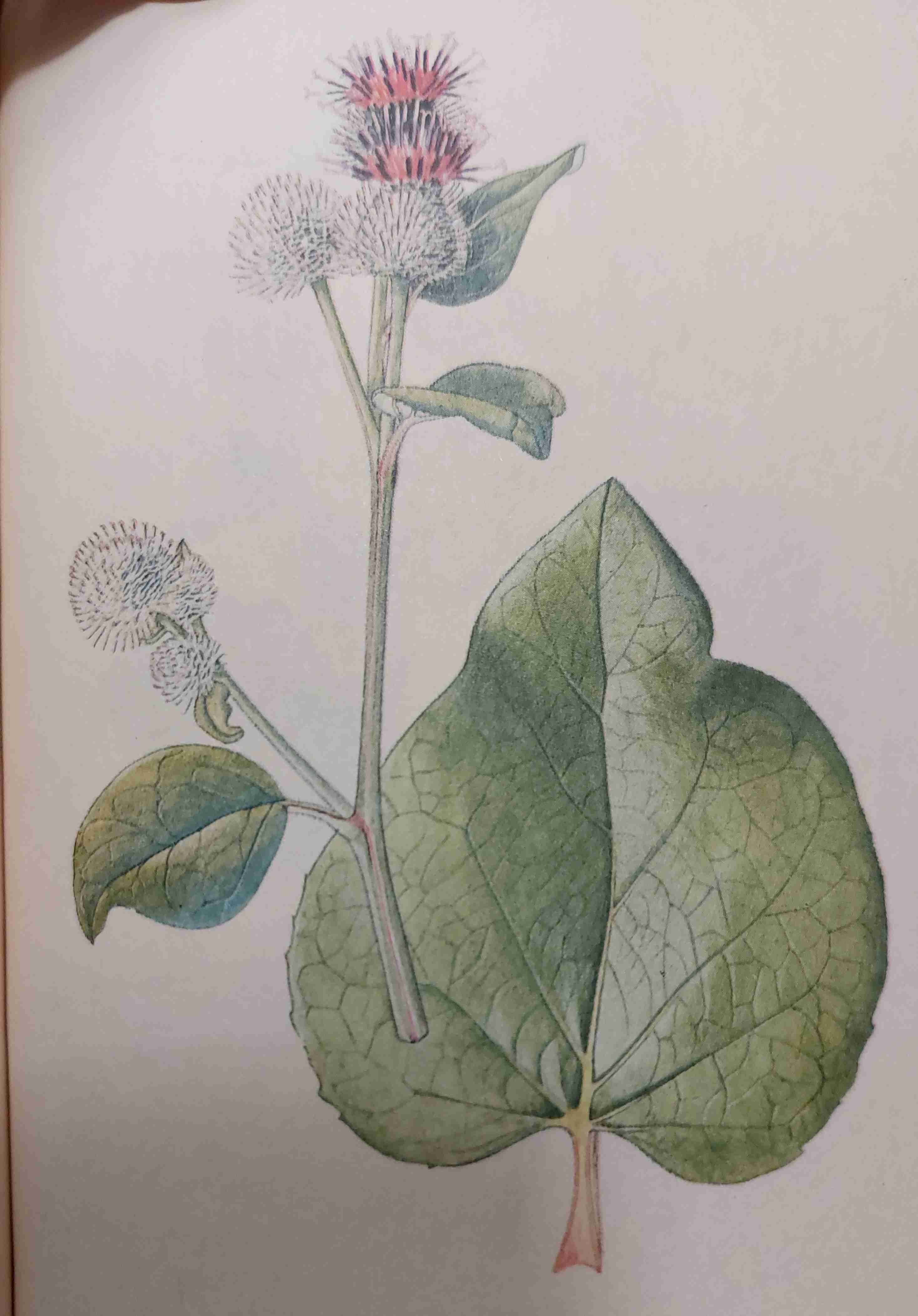 <p>středně vlhko, eutrofní, slunno</p>