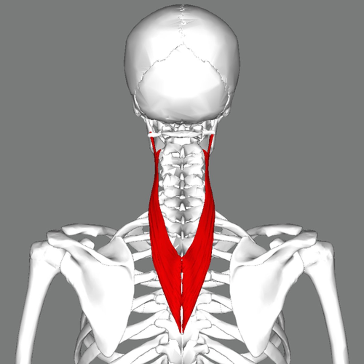 <p>- below</p><p>- keep head up</p><p>- extend neck and move R and L</p>