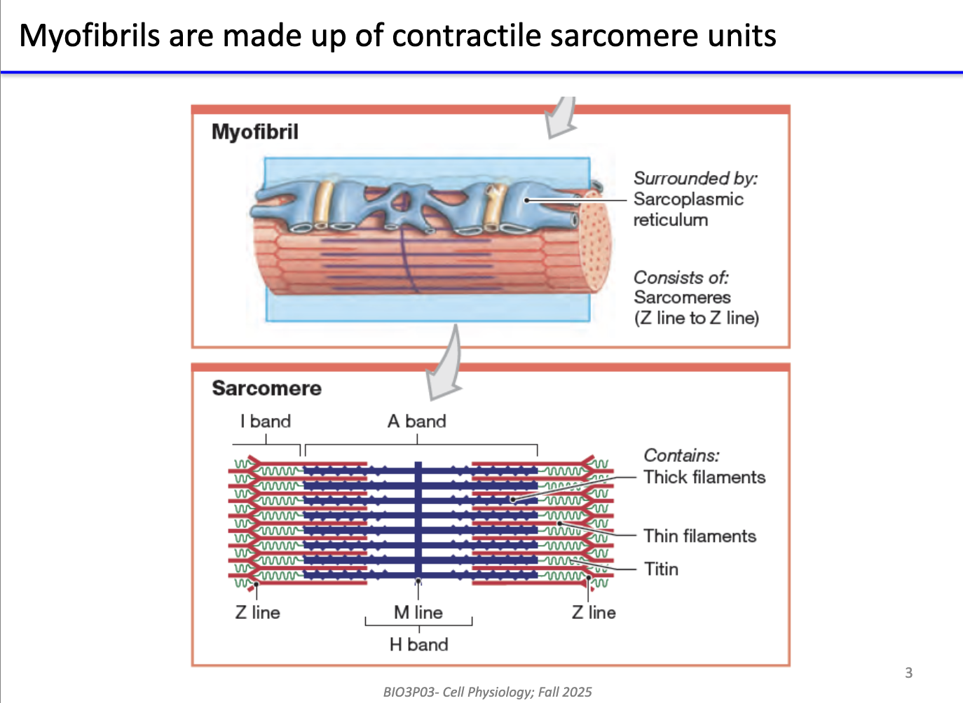 <ul><li><p><strong>Myofibrils</strong> = bundles of <strong>sarcomeres</strong> (contractile units).</p></li><li><p><strong>Sarcomere structure:</strong></p><ul><li><p><strong>Thick filaments:</strong> myosin (heavy chains)</p></li><li><p><strong>Thin filaments:</strong> actin</p></li></ul></li><li><p><strong>Mechanism of contraction:</strong></p><ul><li><p>Myosin heads “walk” along actin → pull <strong>Z-lines closer</strong> → sarcomere shortens.</p></li><li><p>Multiple sarcomeres in parallel → large-scale muscle contraction.</p></li></ul></li><li><p><strong>Sarcoplasmic reticulum (SR):</strong></p><ul><li><p>Specialized ER surrounding sarcomeres.</p></li><li><p>Stores and regulates Ca²⁺ for contraction.</p></li><li><p>Mechanisms of Ca²⁺ release apply to skeletal, cardiac, smooth muscle, and even non-muscle cells with ER.</p></li></ul></li></ul><p></p>