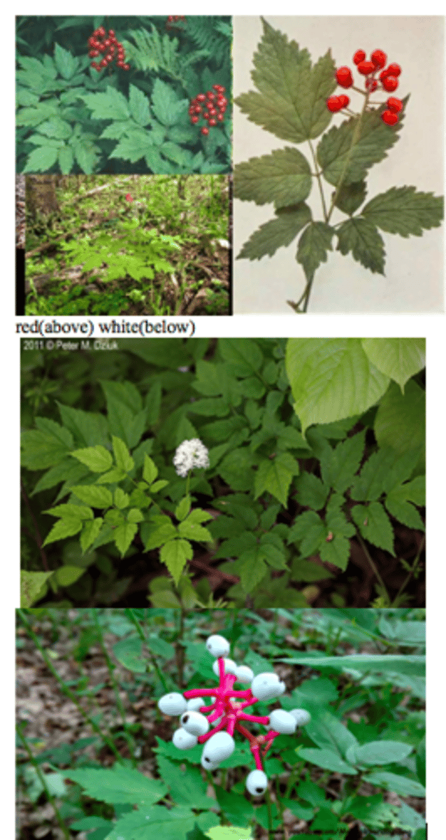 <p>White/red baneberry</p>