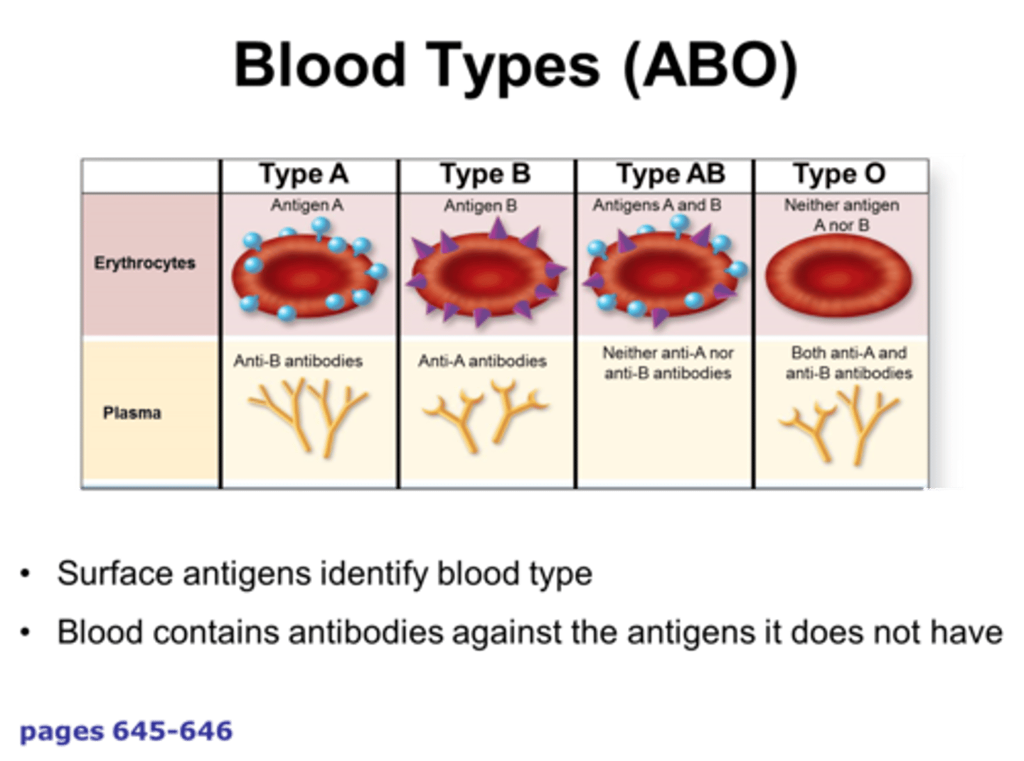 <p>Proteins found on the erythrocyte cell surface. (A, B, and Rh) are used to differentiate blood groups.</p>