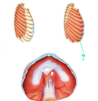 <p><span>Identify the indicated muscle.</span></p>