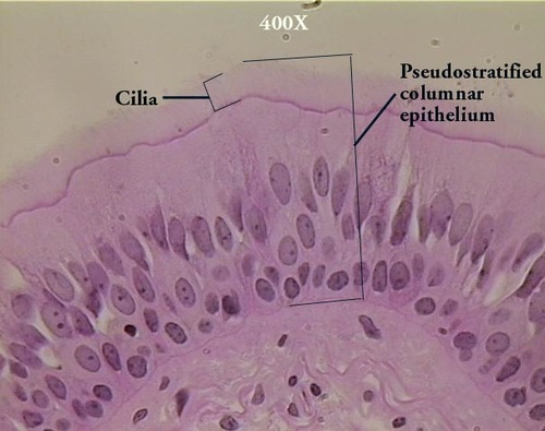 <p>Name the tissue</p>