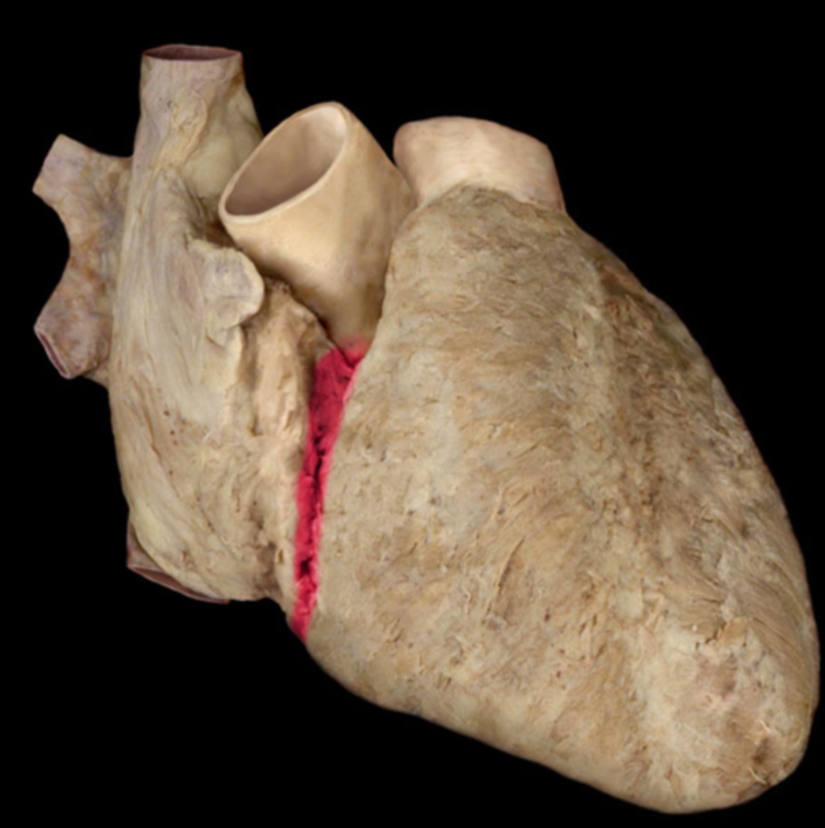 <p>marks the junction of the atria with the ventricles (depression)</p>