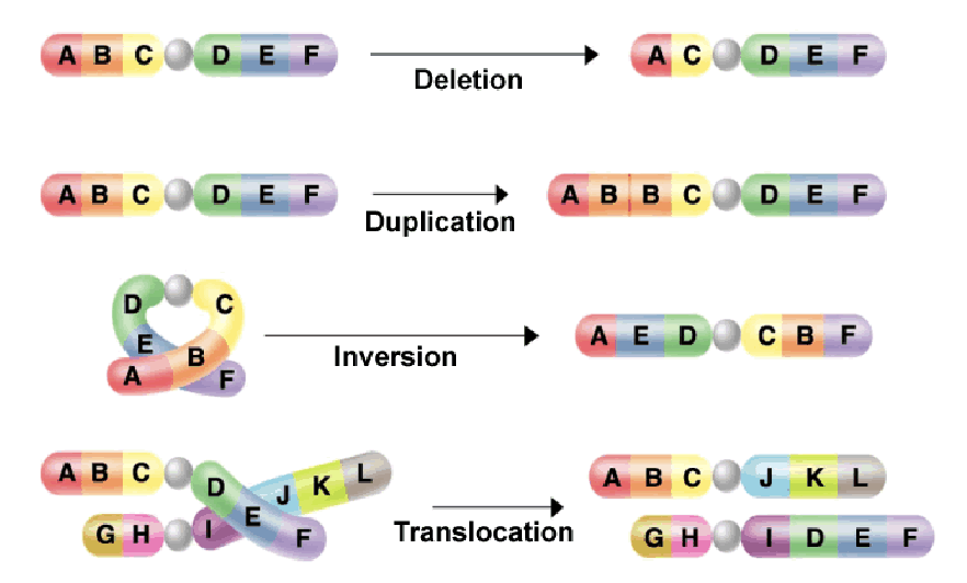 <p>can lead to big effects and severe phenotypic consequences</p>