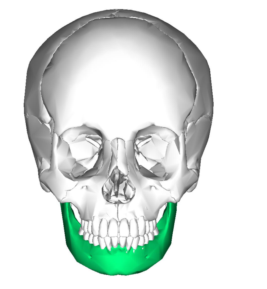 <p>Mandible </p>