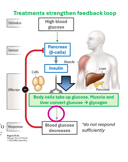 <p>include exogenous insulin, medications to increase insulin sensitivity or secretion or other effects, lifestyle changes including ozempic </p>