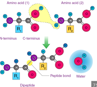<p>The _______ group (-NH2) is a function group made of a nitrogen atom bonded to two hydrogen’s, and it is important in biology because it acts as a base.</p><p>The nitrogen atom has a high tendency to attract another hydrogen ion (H+), which gives the group a positive charge and makes the molecule polar, hydrophilic, and reactive <strong>(means it can easily take part in chemical reactions that change or build molecules because it is basic, allowing it to interact with acidic or other charged groups in the cell).</strong></p><p>This property allows amino groups to play a central role in building biological molecules. For example, every amino acid contains an amino group, and during protein synthesis, it react with carboxyl group of another amino acid to form peptide bonds, which links amino acids together into proteins.</p><p>The ability of amino groups to accept H+ and to form strong covalent bonds <strong>(the nitrogen in the amino group has a lone pair of electrons that lets it bond tightly to the carbon in a carboxyl group. in Dehydration synthesis, the -OH from the carboxyl group and the -H from the amino group combine and leave as water. The leftover nitrogen and carbon form a new covalent bond—the peptide bond—which is very strong and stable) </strong> makes them essential in the structure and function of proteins, as well as in regulating pH balance inside cells </p>