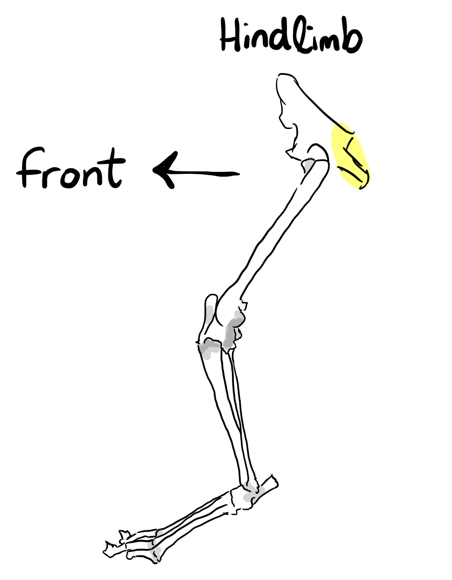 <p>What fused bone of the pelvis is this?</p>