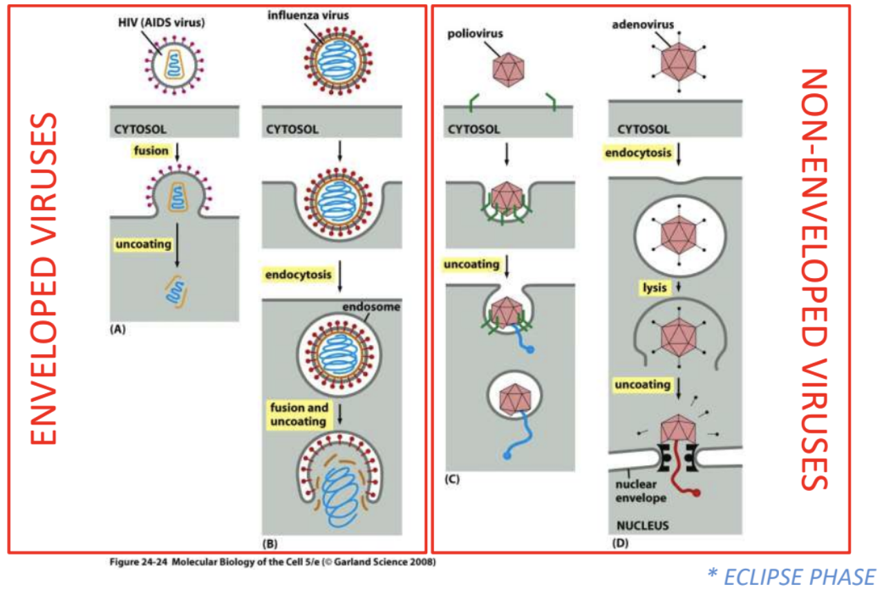 <ul><li><p>Enveloped</p><ul><li><p><strong>HIV = fusion &gt; uncoating</strong></p><ul><li><p>Fusion of viral envelope with host cell membrane, leading to subsequent uncoating of viral genome, so that it’s transported to host cell</p></li></ul></li><li><p><strong>Influenza = endocytosis &gt; fusion &amp; uncoating</strong></p><ul><li><p>Entire virus is taken up via <u>receptor-mediated</u> endocytosis, then pH levels in endosome trigger fusion of viral envelope + host cell membrane, leading to uncoating of viral genome</p></li></ul></li></ul></li><li><p>Naked</p><ul><li><p><strong>Poliovirus = partial degrading of capsid &gt; extrusion of NA</strong></p><ul><li><p>Capsid is partially broken down, then NA is extruded into host cell</p></li></ul></li><li><p><strong>Adenovirus = endocytosis &gt; partial degrading of virion &gt; uncoating &amp; delivery to nucleus</strong></p><ul><li><p>Naked virus is taken up via receptor-mediated endocytosis</p></li><li><p>Inside cell, partially degraded virion is directed to nuclear envelope where genome is uncoated and delivered to nucleus</p></li></ul></li></ul></li></ul><p></p>
