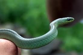 Smooth Greensnake