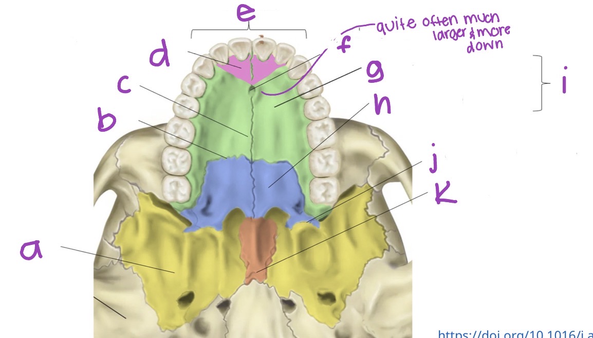<p>Label hard palate </p>