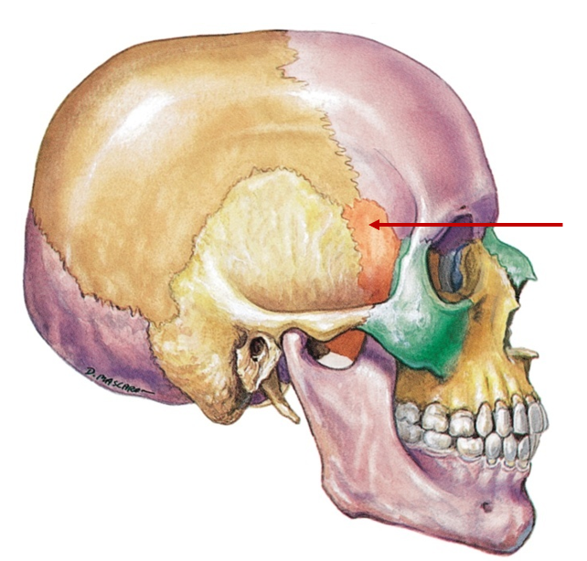 <p>Inside skull, behind eyes, bat-shaped</p>