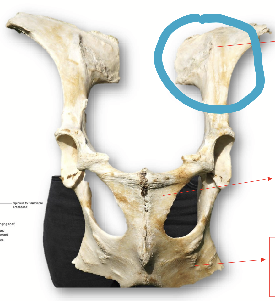 <p>The <strong>largest </strong>and <strong>most dorsal</strong> of the pelvis bones. Forms the lateral walls of the pelvis.</p><p><strong>Cranial prominence:</strong> tuber coxae.</p>