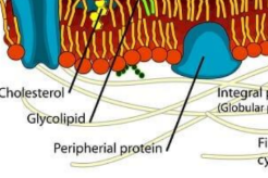 <p>Peripheral protein</p>