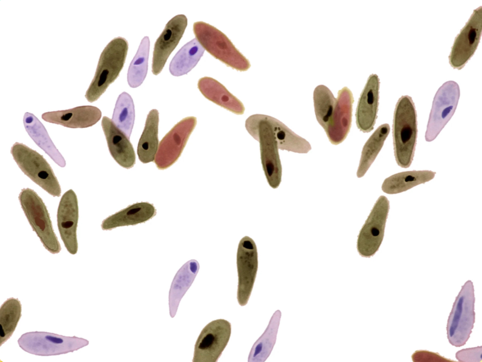 <p>What types of cells are these?</p>
