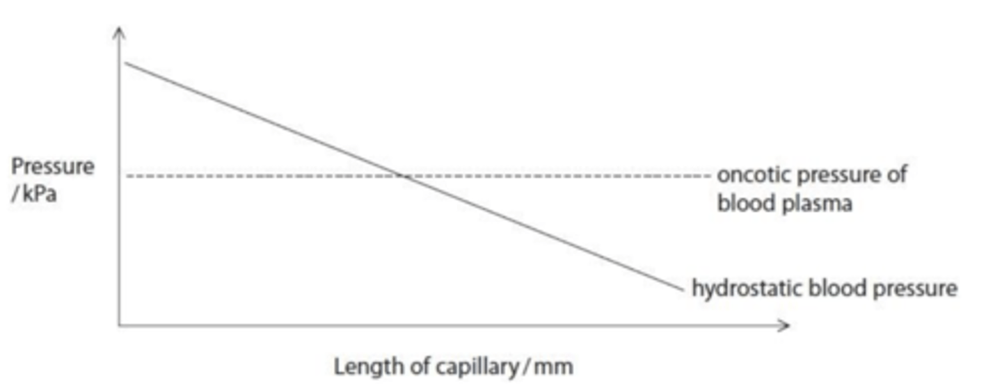 <p>- A lack of dietary protein results in a lower concentration of protein in the blood plasma.</p><p>- This reduces the oncotic pressure of the blood, leading to less fluid being returned to the capillaries by osmosis, which causes fluid to accumulate in the tissues.</p>