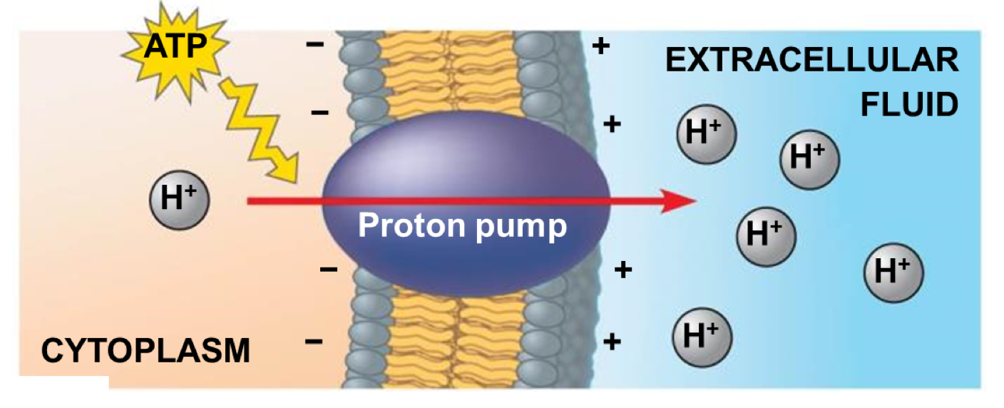 <p>proton pump</p>