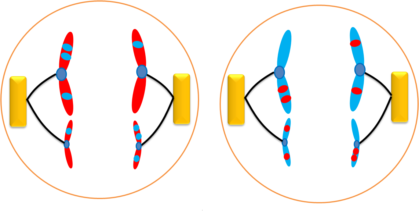 <p>The centromere divides. The chromatids separate and move to opposite ends of the cell. Each chromatid is now an individual chromosome. (haploid)</p>