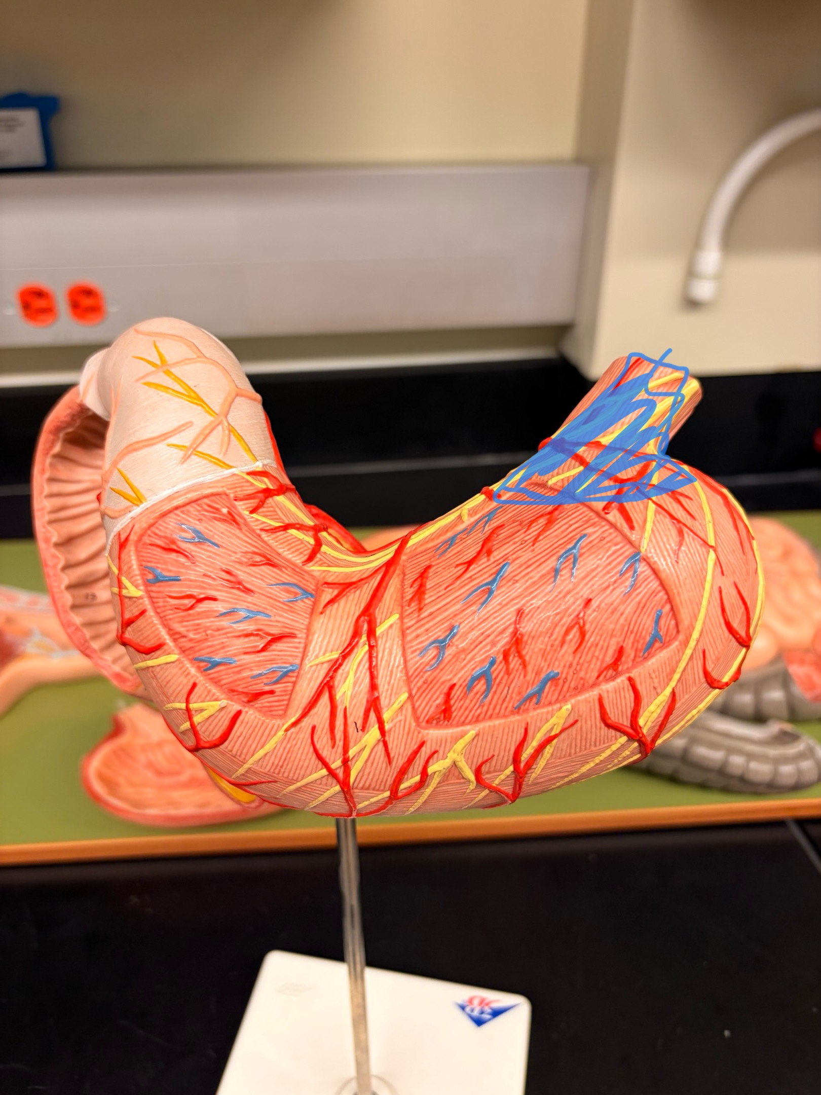 knowt flashcard image