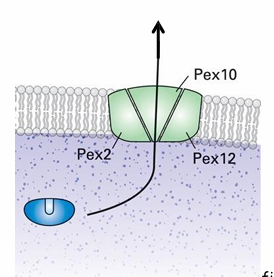 <ul><li><p>Yes during ubiquitinylation&nbsp;</p></li><li><p>Pex5 is&nbsp;ubiquitinylated and deubiquitinylated to release the protein in the matrix and be brought back to cytosol&nbsp;</p></li><li><p>Pex2 and Pex10 are ubiquitin ligases</p><ul><li><p>Form complex with Pex12&nbsp;</p></li><li><p>Makes another transllocon to export Pex5</p></li></ul></li><li><p>ubiquitinylation requires ATP hydrolysis&nbsp;</p></li></ul><p></p>