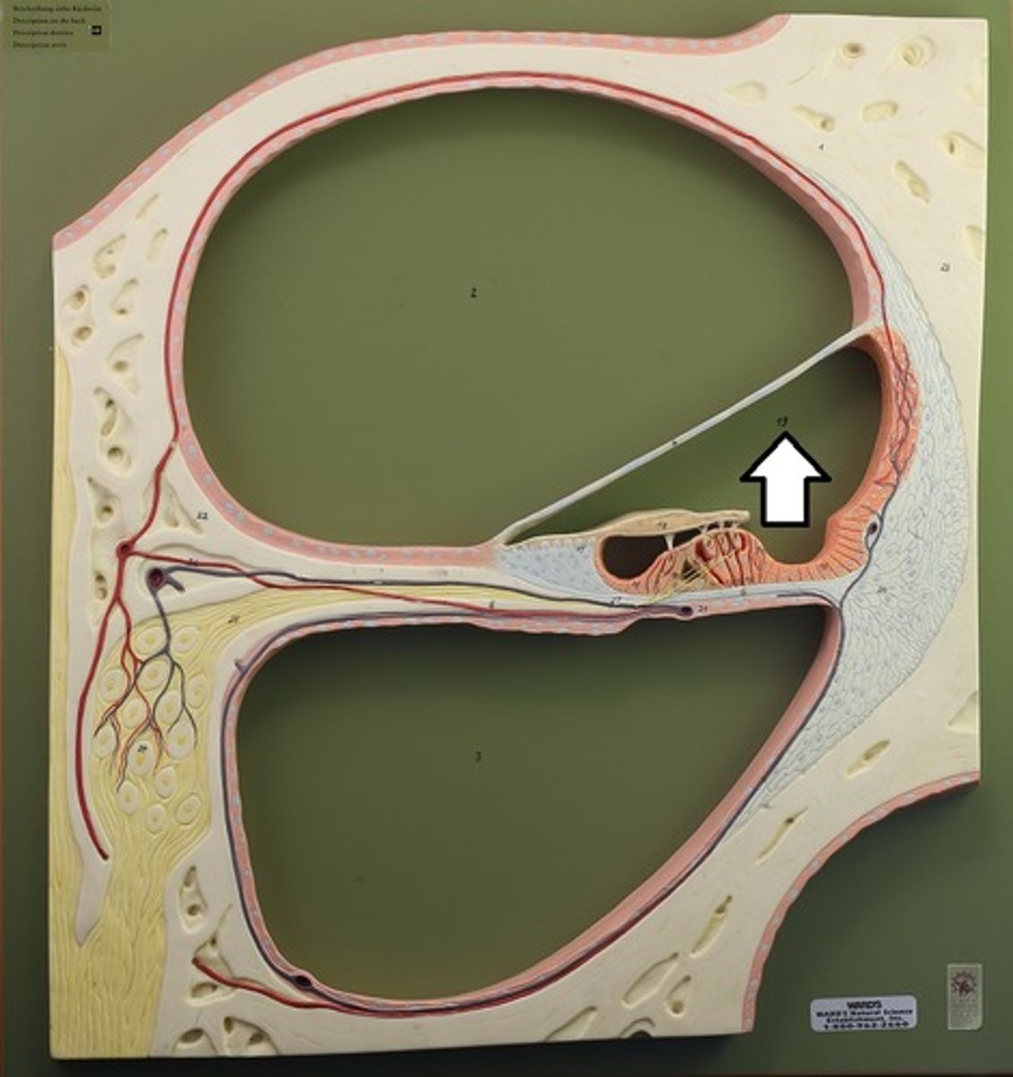 <p>Middle chamber; endolymph</p>