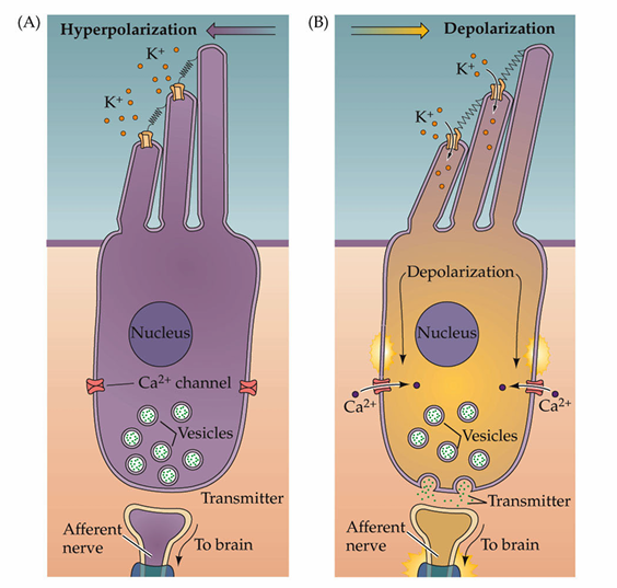 <p>K+ flows into the hair cell, opens Ca2+ channels, triggers release of neurotransmitters</p>