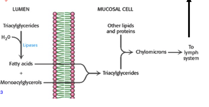 <p><strong>Digestion of Lipids</strong></p><ol><li><p>Minimal digestion of lipids in _______</p></li><li><p>Fats are mainly converted to _______ and _______ in GI tract by _______ from pancreas</p></li><li><p>Bile from liver aids in _______ & _______</p></li><li><p>Free fatty acids and monoglycerides are absorbed by _______ cells; then _______ resynthesized, packaged as _______ (less readily mobilized), & released into _______ system</p></li><li><p>< 5% of _______ is excreted; it’s mainly stored in _______ cells till needed as fuel</p></li></ol><p><strong>Glycogen is more readily and easily mobilized</strong></p><p></p>