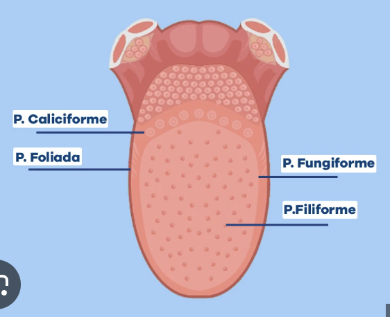 <p>Tipos de papilas gustativas</p>