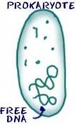 Cells without a nucleus.