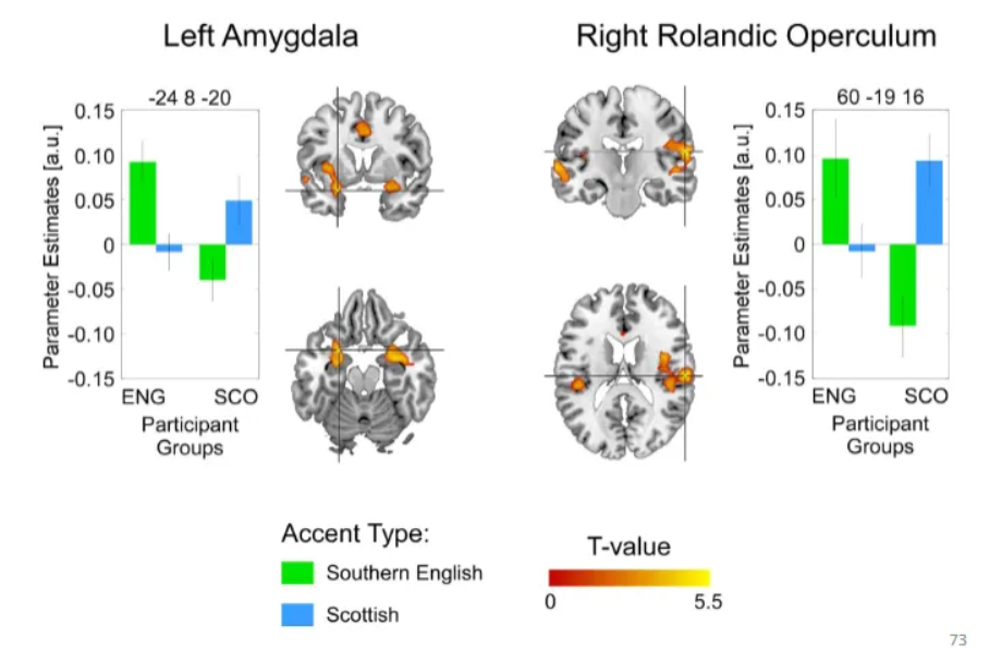 <p>Primarily driven by brain regions associated with social relevance detection and emotional processing, rather than basic auditory processing. When hearing an in-group (one's own) accent, individuals show activation in areas that process emotion and social information, suggesting the accent is perceived as more relevant and valuable.<span>&nbsp;</span></p><p>Key brain regions and processes involved include:</p><ul><li><p><strong><span>Amygdala (bilateral):</span></strong><span> This region, historically linked to emotion processing, is now understood to be a "relevance detector". Studies show enhanced neural responses (specifically, repetition enhancement) to one's own accent in the amygdala, indicating that in-group accents are processed as more socially or emotionally significant than out-group accents.</span></p></li><li><p><strong><span>Superior Temporal Gyrus/Sulcus (STG/STS) &amp; Middle Temporal Gyrus (MTG):</span></strong><span> These areas are involved in general auditory processing and voice-sensitive functions. Activity in these regions also increases for in-group accents, suggesting they are sensitive to behaviorally relevant or affectively pleasant voices.</span></p></li><li><p><strong><span>Right Rolandic Operculum and Anterior Cingulum:</span></strong><span> These regions also exhibit increased activity for in-group accents compared to out-group accents, further supporting an emotional or social-relevance account of the bias.&nbsp;</span></p></li></ul><p></p>