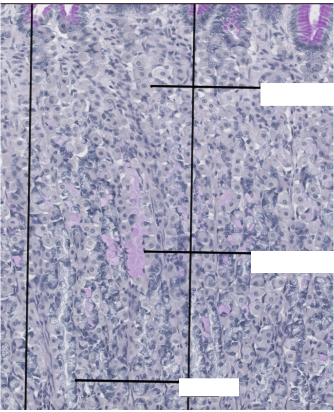 <p>Normal stomach histology </p>