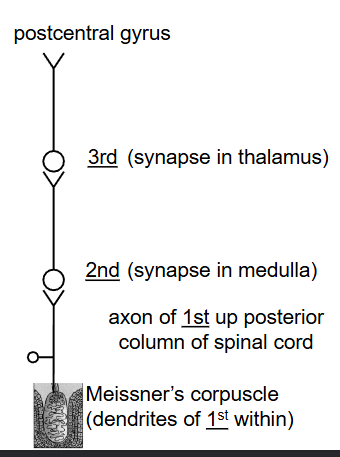 <ul><li><p>three neurons in sequence: first-order (initial), second-order (synapsing with CNS), and third-order neurons (sends to particular lobe in brain)</p></li></ul><p></p>