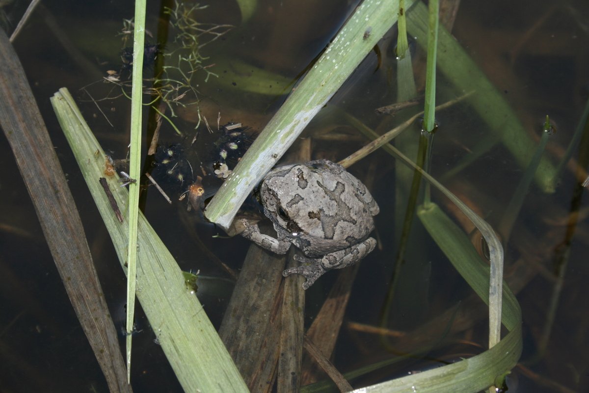 <p><span>Copes Gray Tree Frog</span></p>