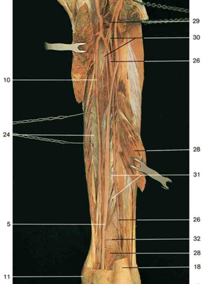 <p>Found under the triceps surae and posterior tibial artery, and medial to the flexor hallucis longus. It flexes the big toe. Number 24.</p>