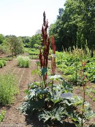 <p>rheum palmatum</p>