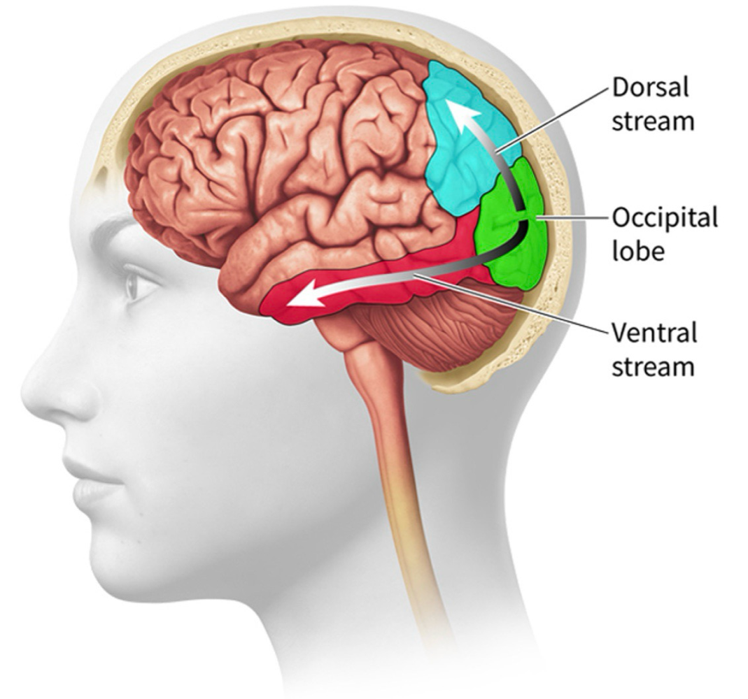 <p>processes ‘what’ information, responsible for recognizing objects + faces</p>