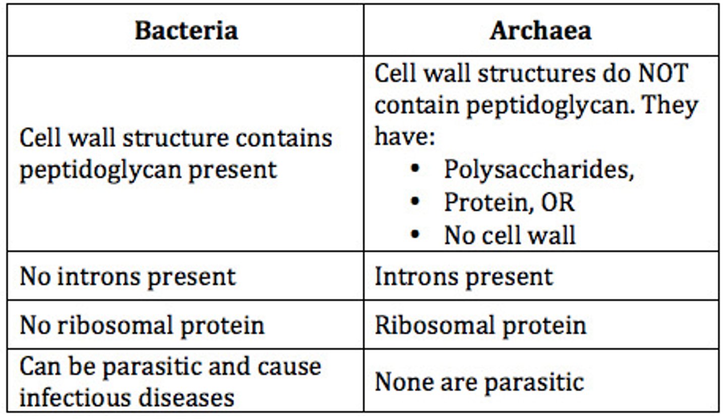 <p>Kingdom of prokaryotic, single-celled organisms that lack a membrane-enclosed nucleus and can be classified by shape. (example E. coli)</p>