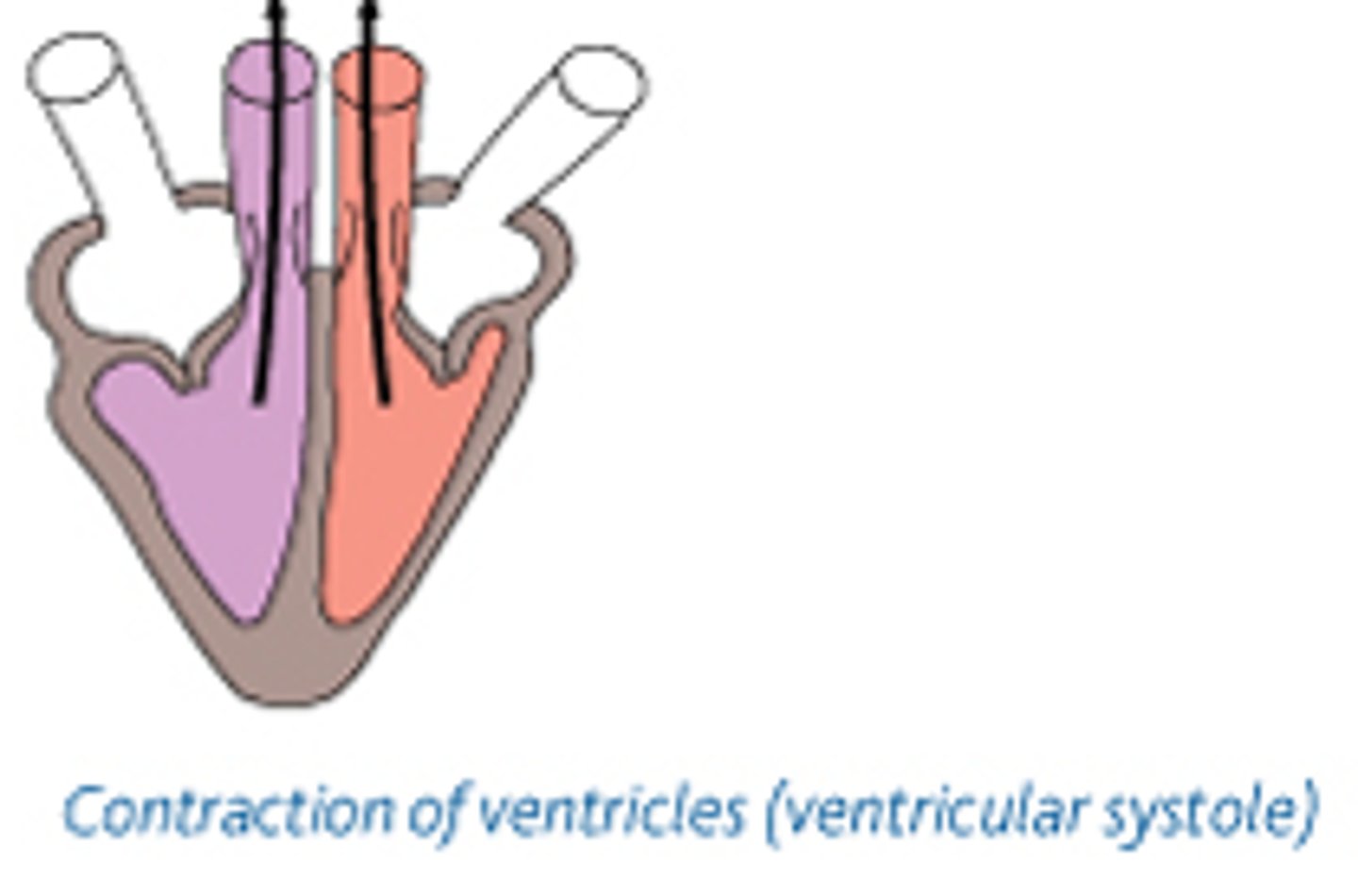 <p>-contraction of the heart</p><p>-pulmonary and aortic valves open</p><p>-mitral and tricuspid valves close</p>