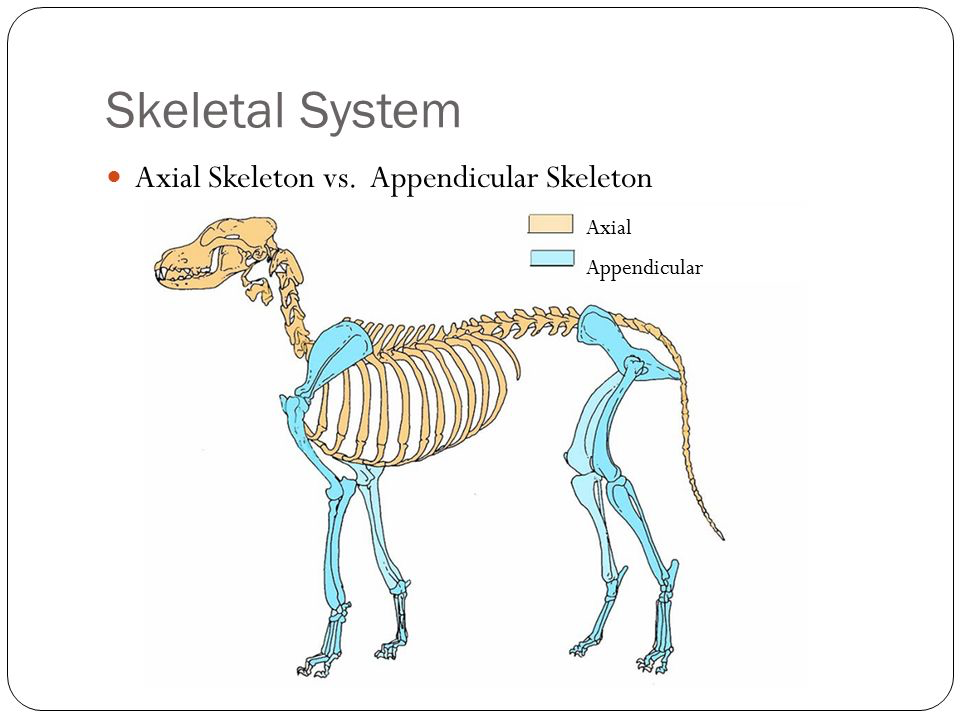 <p>Components of the Axial Skeleton</p>