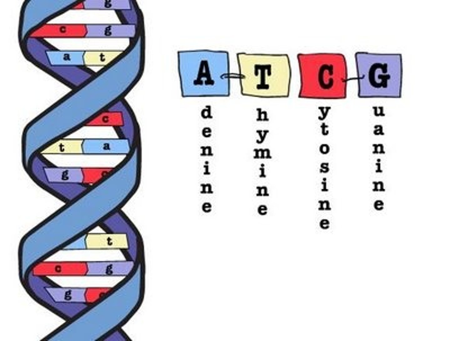 <p>Adenine (A)</p><p>Thymine (T)</p><p>Cytosine (C)</p><p>Guanine (G)</p>