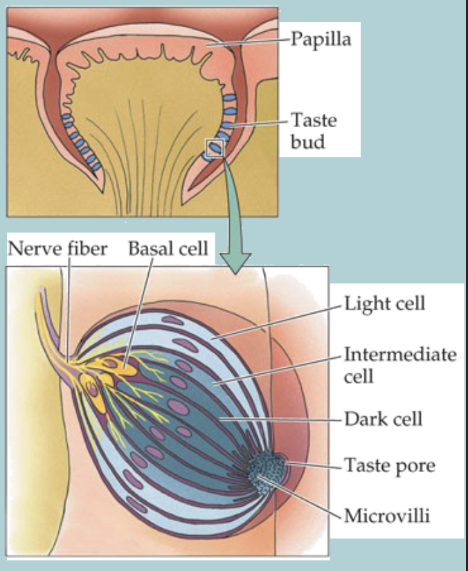 <p>Taste receptors are found on PAPPILLAE</p>